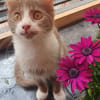 Sebastian und Bettina (Kater, Ataxie)