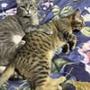 Chesire & Alice suchen gemeinsam Glück