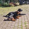 Jack ist sehr, lieb, aktiv, freundlich !