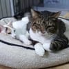 Freddy - ein besonderer Kater