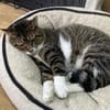 Freddy - ein besonderer Kater