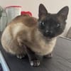 Yoki eine Bilderbuchkatze in Bayern