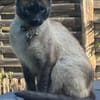 Yoki eine Bilderbuchkatze in Bayern