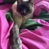 Yoki eine Bilderbuchkatze in Bayern
