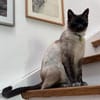 Yoki eine Bilderbuchkatze in Bayern