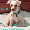 LOTTI  sucht fröhliches Zuhause