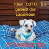 LOTTI  sucht fröhliches Zuhause
