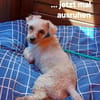 LOTTI  sucht fröhliches Zuhause