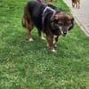 Muffin -wünscht sich ihr eigenes Zuhause