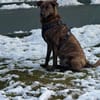 MOJI - treue Seele sucht sein zu Hause