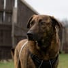 MOJI - treue Seele sucht sein zu Hause
