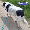 Bruno 2 - gemütlich, ruhig - Gnadenbrot