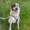 🐾 Valentina sucht ihr Zuhause 🐾