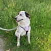 🐾 Valentina sucht ihr Zuhause 🐾