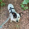 🐾 Valentina sucht ihr Zuhause 🐾