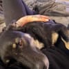 Dreibeinchen Ayka❤ sucht ihr Zuhause