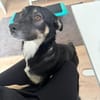 Dreibeinchen Ayka❤ sucht ihr Zuhause