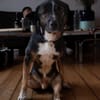 Elian - Toller Herzenshund sucht Zuhause