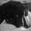 ❤Joker❤ sucht seine Familie