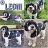 LEONI -neugierig, fröhlich & aufgeweckt-
