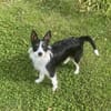 Feivel sucht ein Zuhause
