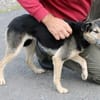 NASRI - liebevolles Zuhause gesucht!