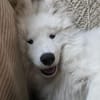 Über Koda, der Sensible