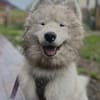 Über Koda, der Sensible