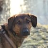 Kayo -zur Pflege in 23701 Bockholt-