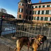 Kayo -zur Pflege in 23701 Bockholt-