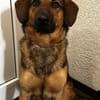 Kayo -zur Pflege in 23701 Bockholt-