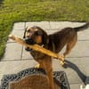 Kayo -zur Pflege in 23701 Bockholt-