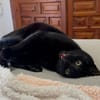 Roma Panthermädel sucht chillige Familie