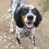 Bezaubernde Setter-Mix-Hündin LOLA