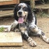 Bezaubernde Setter-Mix-Hündin LOLA