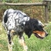 Bezaubernde Setter-Mix-Hündin LOLA