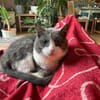 Zuhause gesucht für Gray