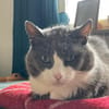 Zuhause gesucht für Gray