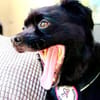 Casimiro sucht sein Zuhause