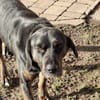 💙Leo💙 sucht ein für immer Zuhause