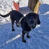 💙Leo💙 sucht ein für immer Zuhause