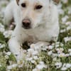 LIMA - geb. ca. 04/2023 - Labrador Mix