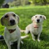LIMA - geb. ca. 04/2023 - Labrador Mix