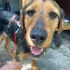 LOREEN sucht ein liebevolles Zuhause