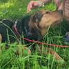 LOREEN sucht ein liebevolles Zuhause