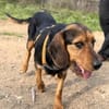 LOREEN sucht ein liebevolles Zuhause