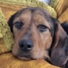 LOREEN sucht ein liebevolles Zuhause