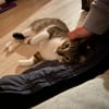 Zuhause gesucht für Manni