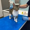 Zuhause gesucht für Manni