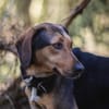 Hanni - eine anhängliche Familienhündin